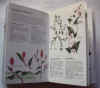 Fiori selvatici 1.jpg (43883 byte)