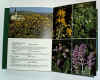 flora mediterranea 1.jpg (89354 byte)