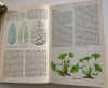 guida alle piante medicinali 2.jpg (195972 byte)