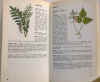piccola enciclopedia piante medicinali 3.jpg (150134 byte)