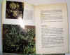 raccogliere erbe aromatiche e medicinali 1.jpg (57855 byte)