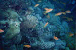 1File0021.jpg (30015 byte)