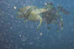 1File0023.jpg (12615 byte)