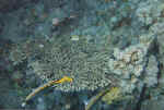 1File0024.jpg (34176 byte)