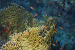 1File0025.jpg (35687 byte)