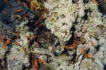 1File0026.jpg (38193 byte)