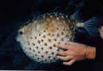 1File0031.jpg (15131 byte)
