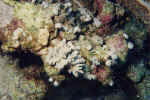 1File0035.jpg (32765 byte)