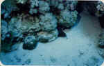 File0002.jpg2.jpg (27587 byte)