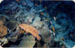 File0006.ipg.jpg (27075 byte)