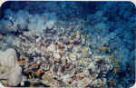 File0008.jpg (32949 byte)