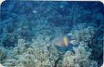 File0009.jpg (25229 byte)