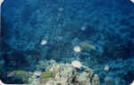 File0010.jpg (20269 byte)