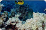 File0011.jpg (26987 byte)