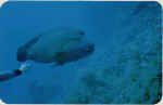 File0012.jpg (12771 byte)