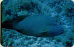 File0013.jpg (21538 byte)