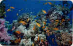 File0014.jpg (28232 byte)