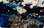 File0015.jpg (27314 byte)
