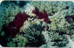 File0018.jpg (33294 byte)