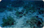 File0019.jpg (24061 byte)