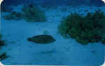 File0020.jpg (15070 byte)