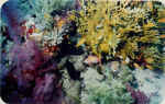 File0021.jpg (34201 byte)