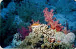 File0022.jpg (25296 byte)