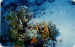 File0023.jpg (25952 byte)