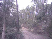 bosco1.jpg (68618 byte)