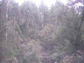 bosco2.jpg (60309 byte)