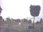 cavcani.jpg (46067 byte)