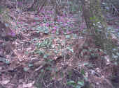 ciclamini.jpg (80892 byte)
