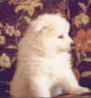 b1.htm1.jpg (12513 byte)
