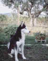 c1.htm1.jpg (27487 byte)
