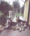 e.htm1.jpg (12602 byte)