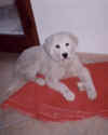 g.htm1.jpg (12609 byte)