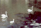 Cigni.jpg (18577 byte)