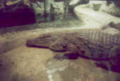 Coccodrillo.jpg (17220 byte)