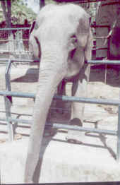 Elefante.jpg (20723 byte)
