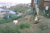 case e husky.jpg (362089 byte)