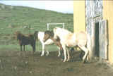 cavalli.jpg (319867 byte)