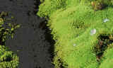 fl.art. deserto.jpg (321382 byte)