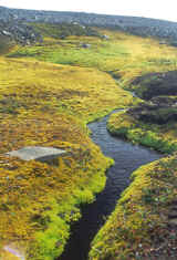 flora artica deserto.jpg (422182 byte)