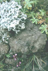 flora piccola.jpg (449524 byte)