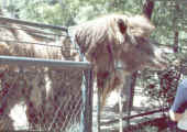 Lama.jpg (72902 byte)