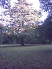 Albero1.jpg (96988 byte)