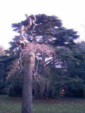 Albero.jpg (81091 byte)