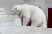 Orso.jpg (13440 byte)