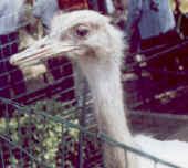 Struzzo bianco.jpg (29212 byte)