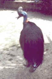 Uccellone.jpg (40236 byte)